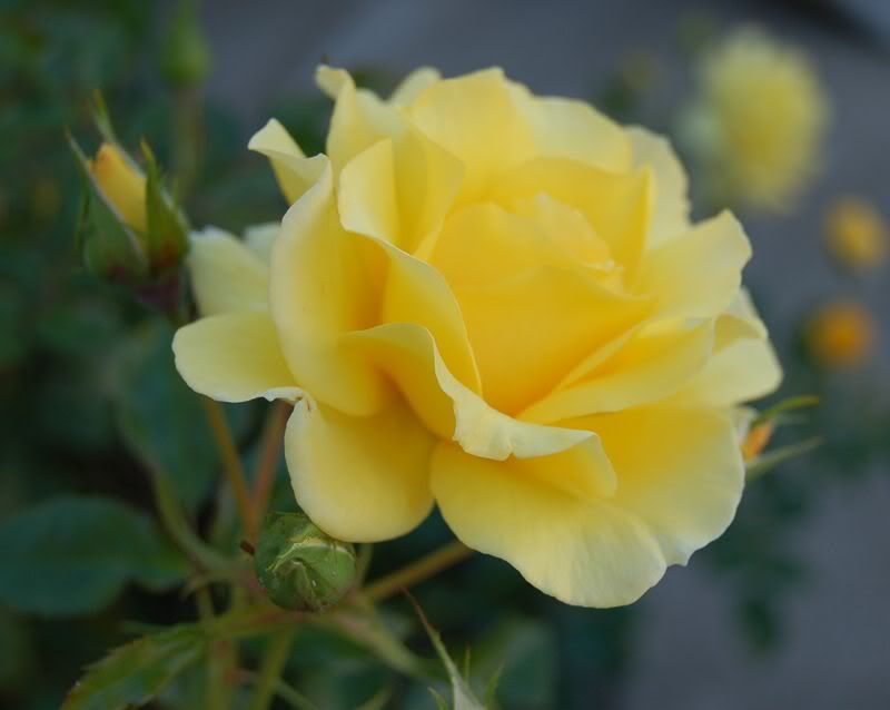 Image hosting by Photobucket